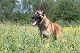 MALINOIS 800